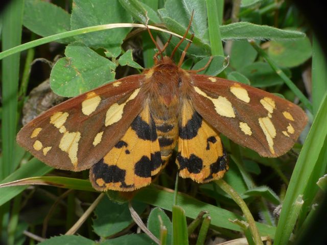 Hyphoraia aulica